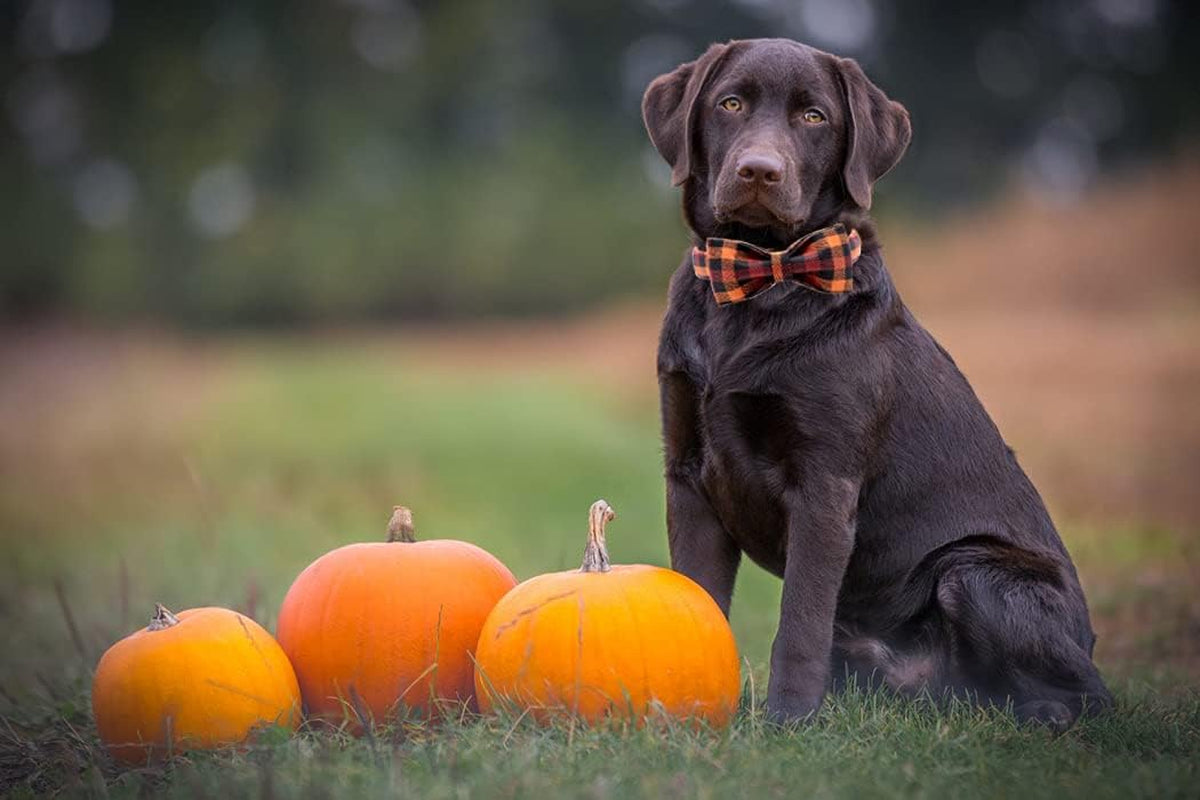 Adjustable Collars for Small Medium Large Dogs and Cats