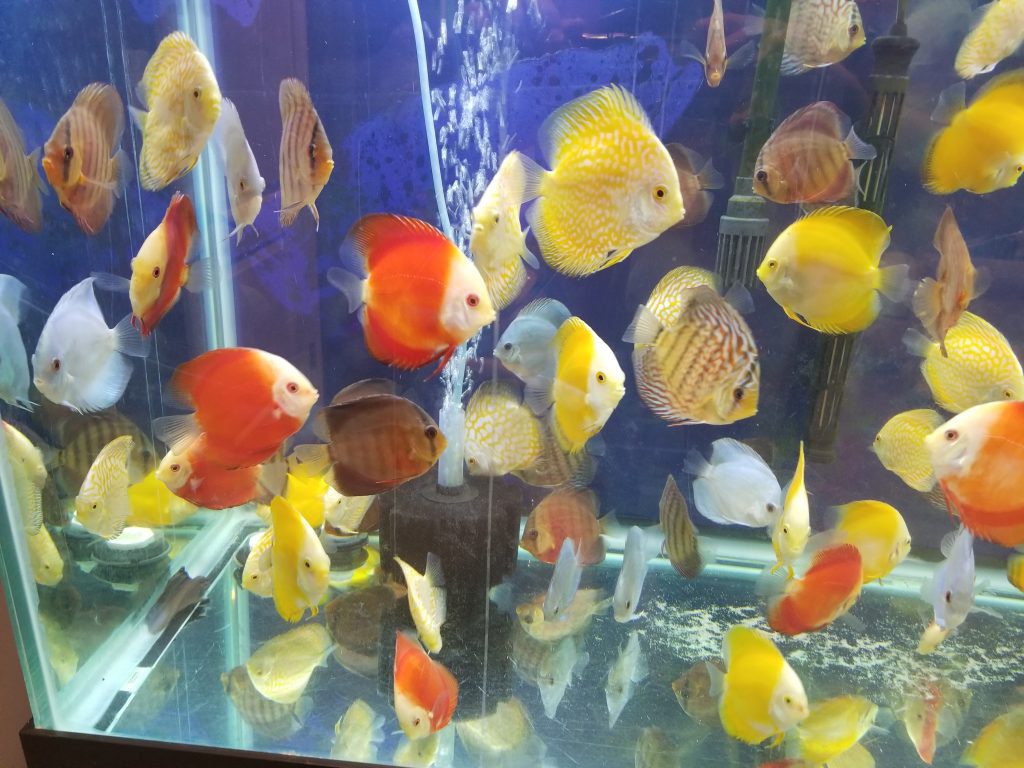 Super Red Discus
