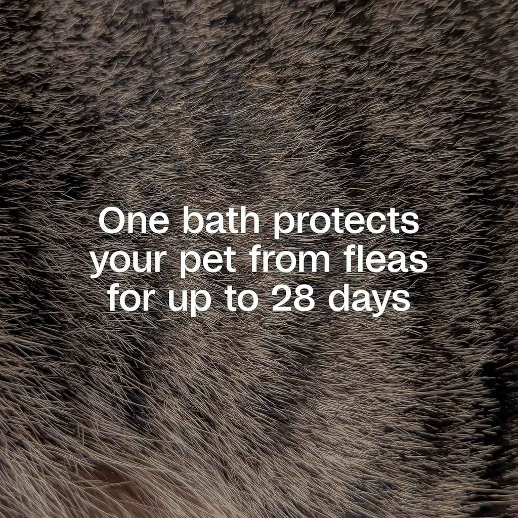 Adams Plus Flea & Tick Shampoo with Precor IGR, 12 oz
