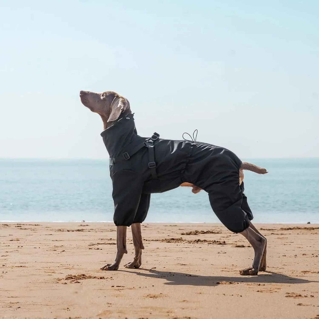 Waterproof 4-Leg Dog Raincoat with Harness, S–5XL