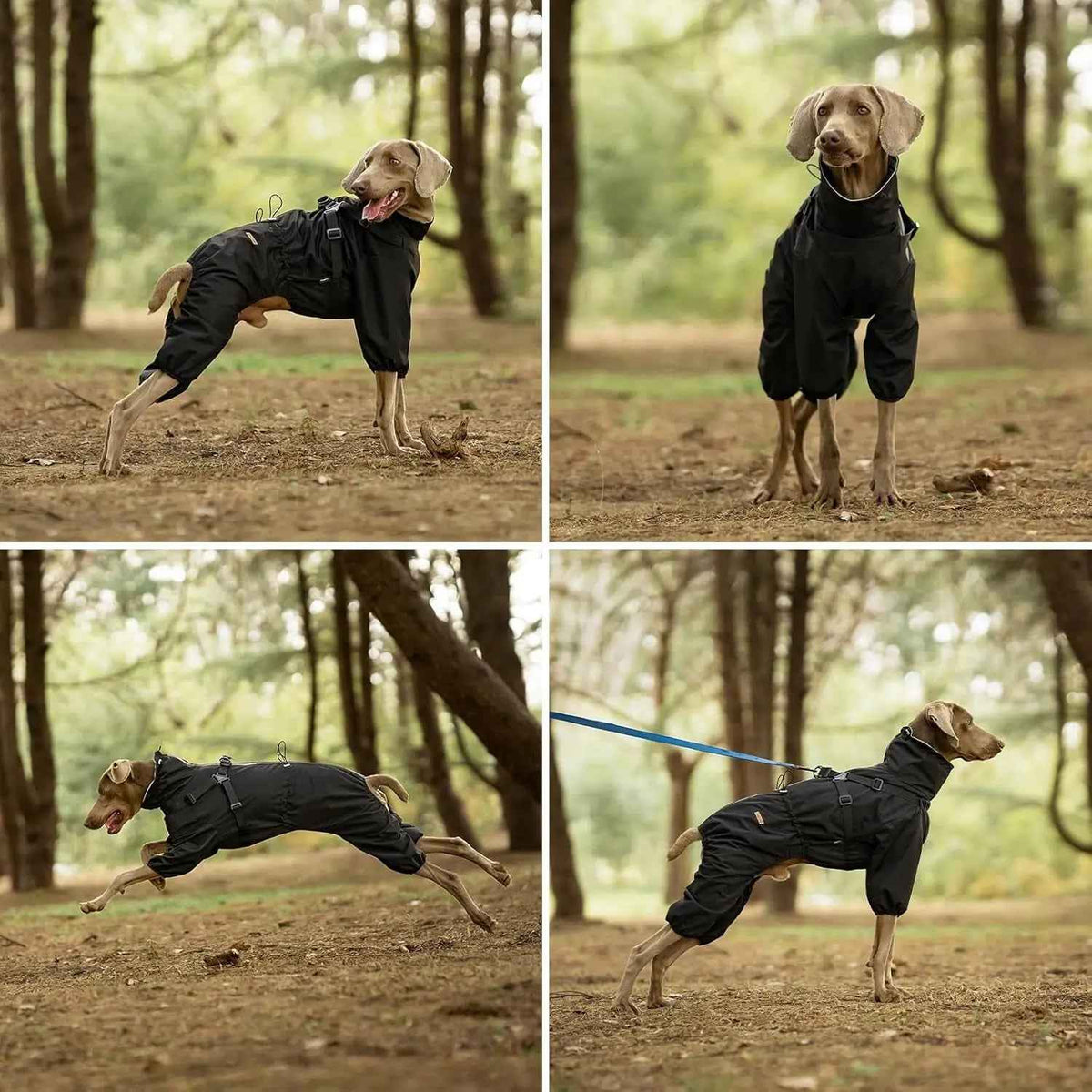 Waterproof 4-Leg Dog Raincoat with Harness, S–5XL