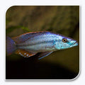 Rock-Dwelling Mbuna Cichlid – Compressiceps East African Cichlid