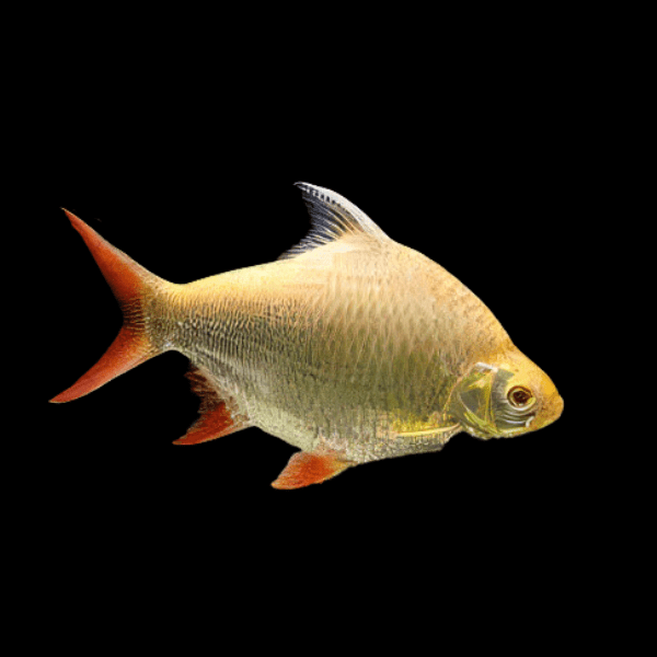 Redtail Tinfoil Albino Barb