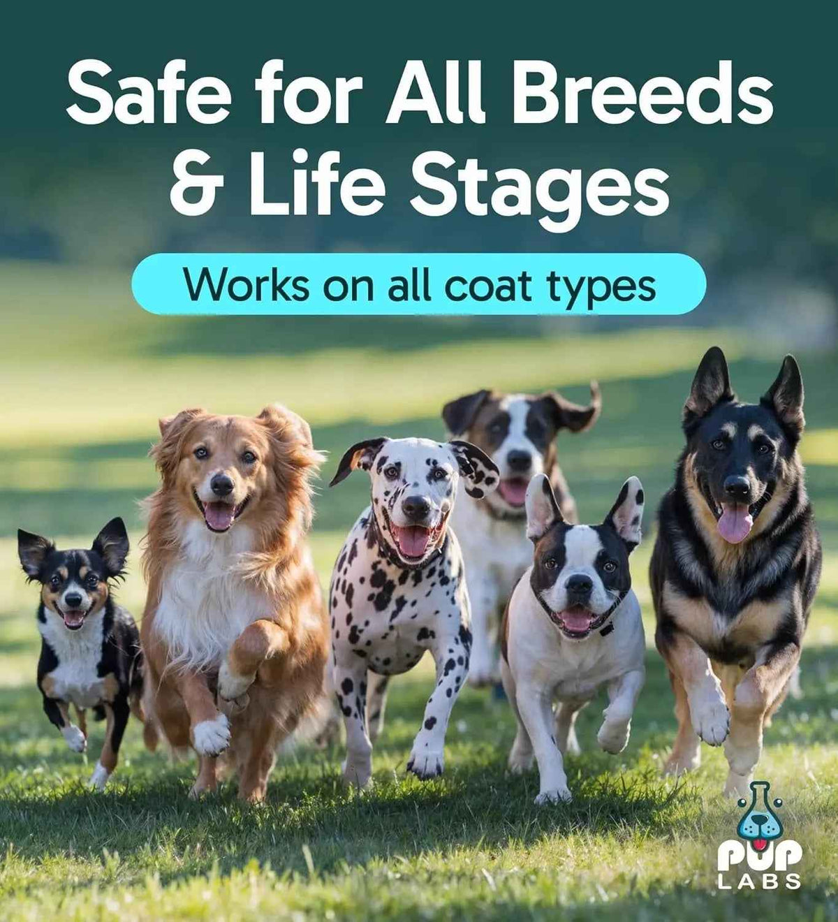 Anti-Itch Dog Spray for Hot Spots with Aloe & Coconut