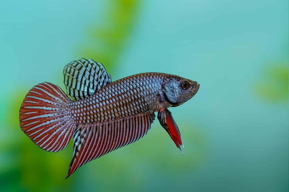 Wild bettas Type (Male)