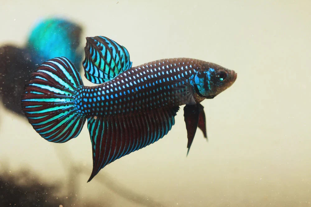 Wild bettas Type (Male)
