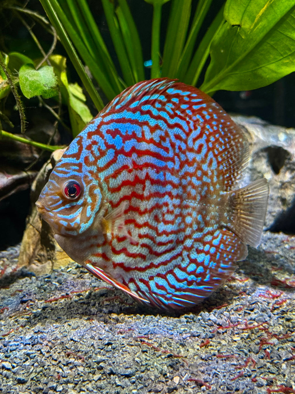 Super Red Discus