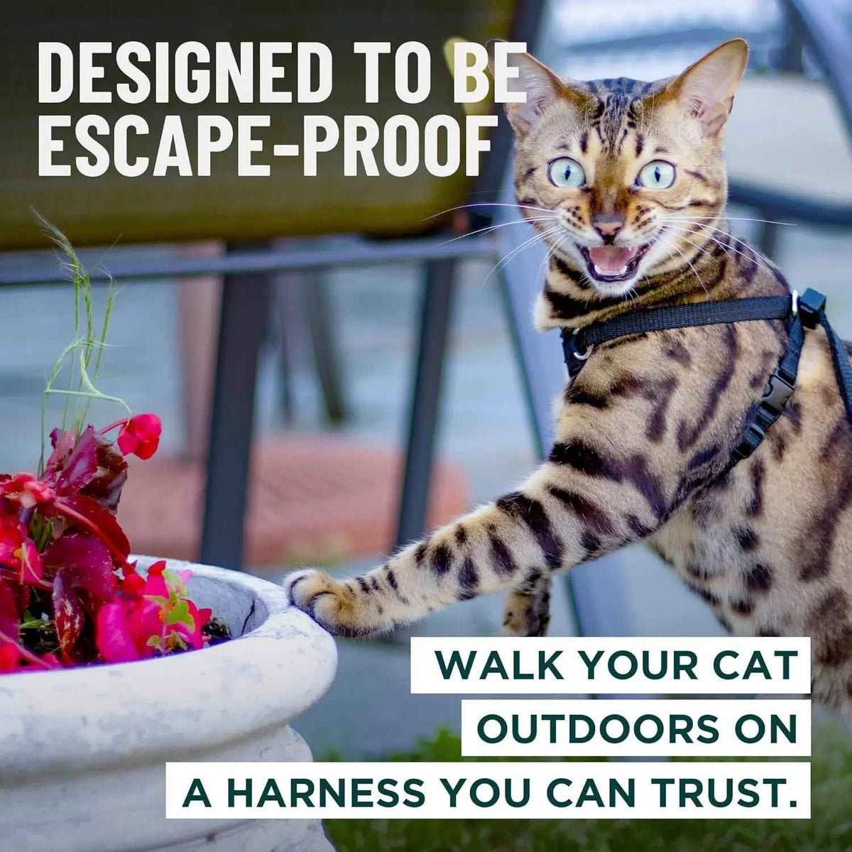 Cat Escape-Proof Harness & Leash Set – S–XL, Vegan Leather