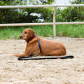 Halter Ego® Breanna Red Croc Leather Dog Collar