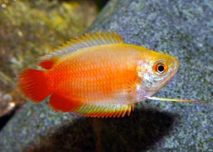 Red Honey Dwarf Gourami (Trichogaster chuna)