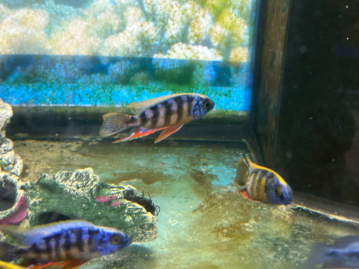 Taiwan Reef Cichlid (Protomelas sp. "Steveni Taiwan")