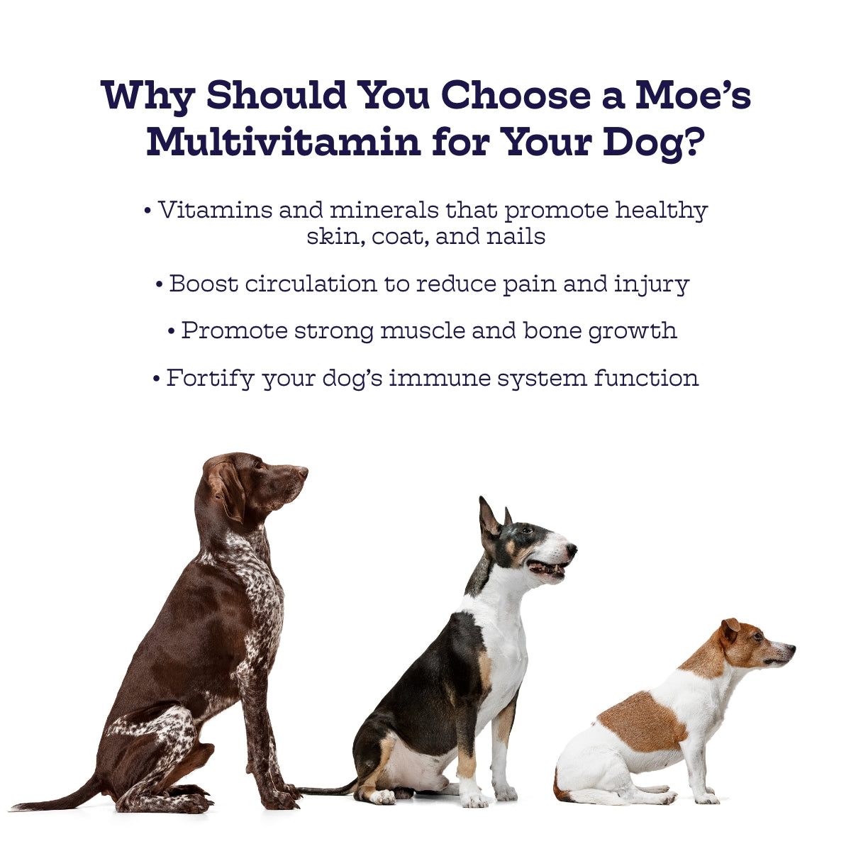 Multi-Plus Chews