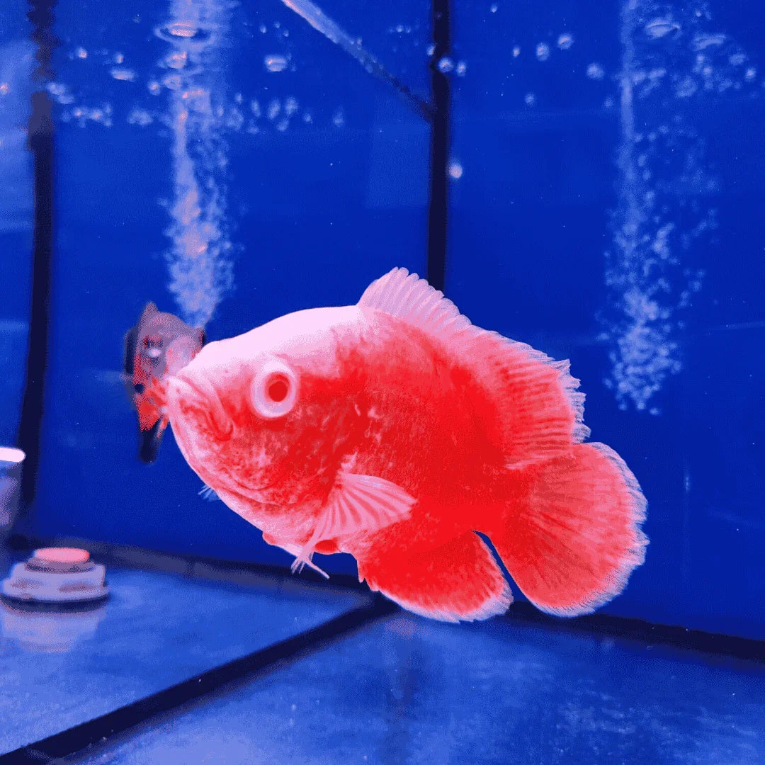 Red Chili Oscar (Astronotus ocellatus)