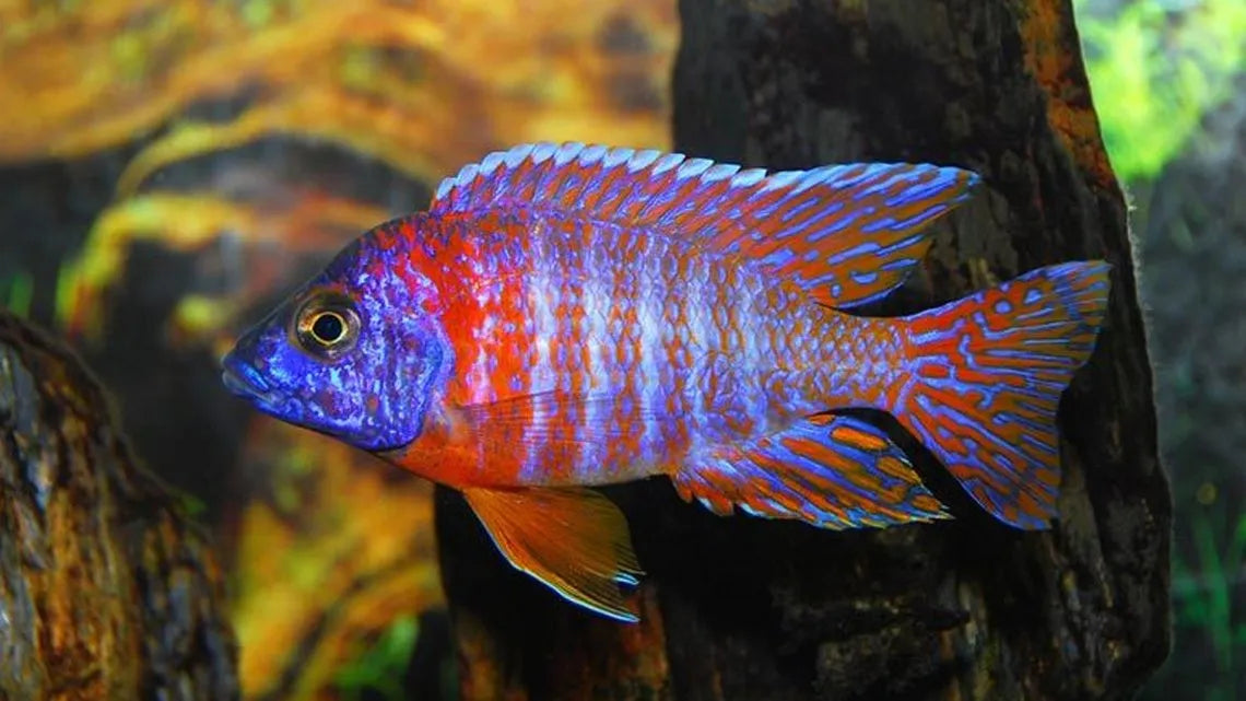 Red Peacock Cichlid