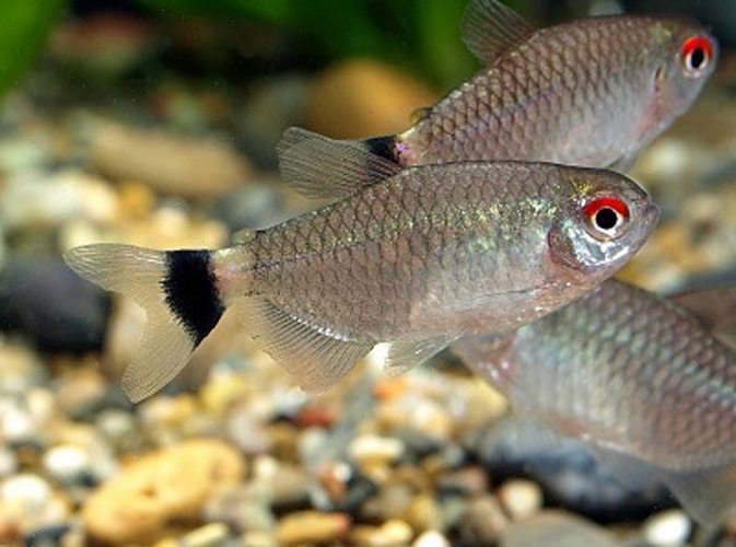 Redeye tetra