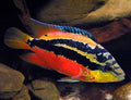 Salvini cichlids