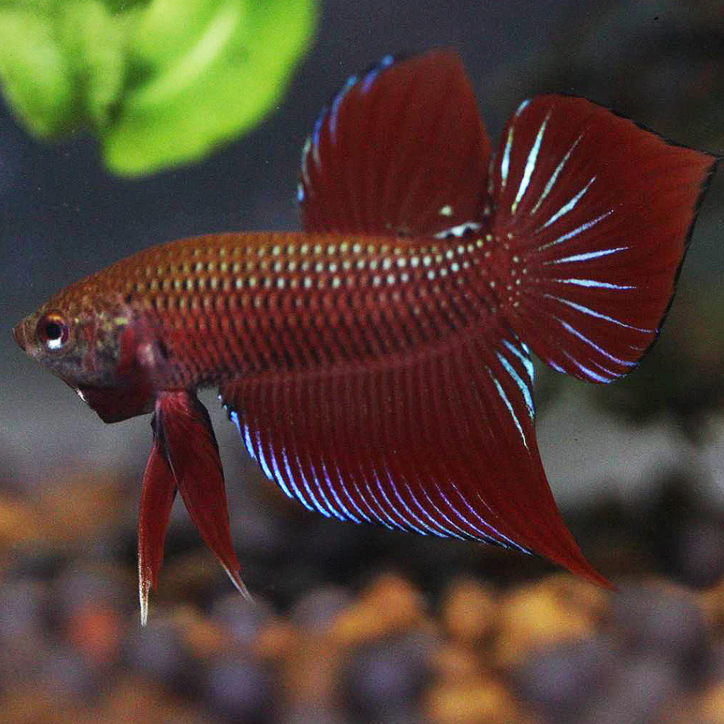 Wild bettas Type (Male)