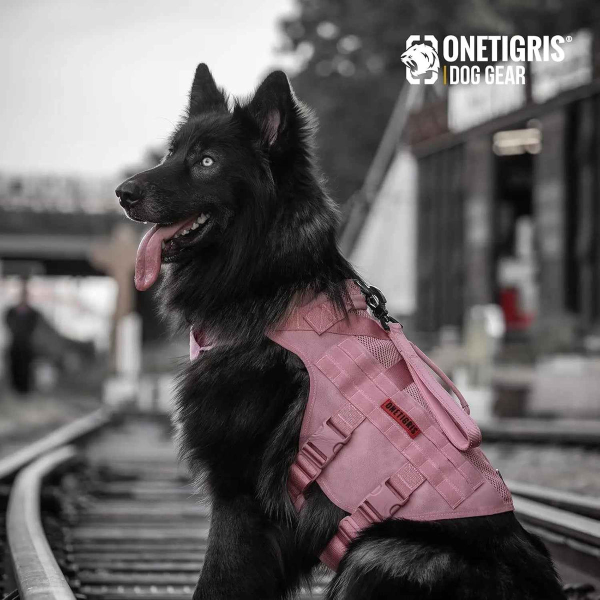 1000D Nylon Tactical Dog Harness – Dual Grab Handles