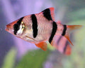 Tiger Barb red fin