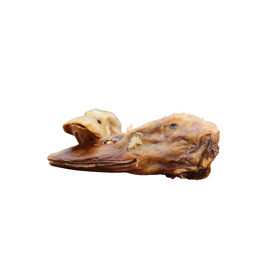 Duck Head