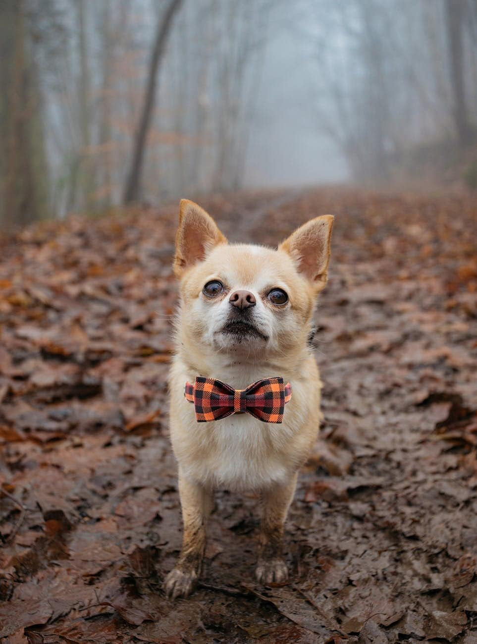 Adjustable Collars for Small Medium Large Dogs and Cats