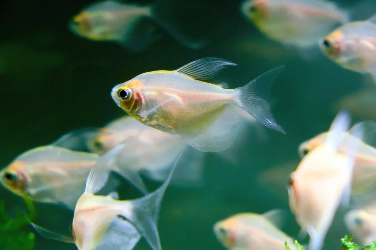 White Skirt Tetra PACK OF 6