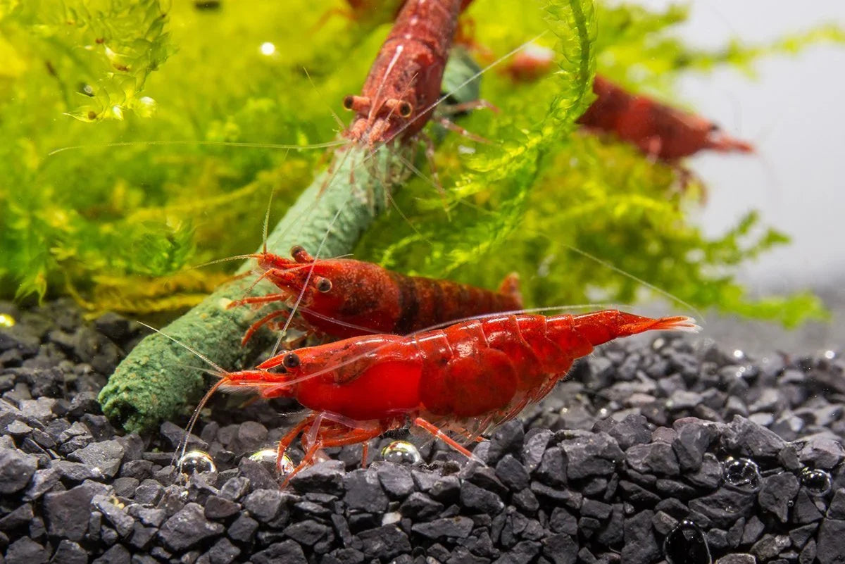 Red Cherry Shrimp