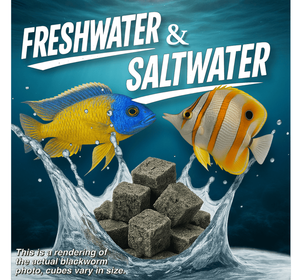 Premium Freeze Dried Blackworms - Power Boost