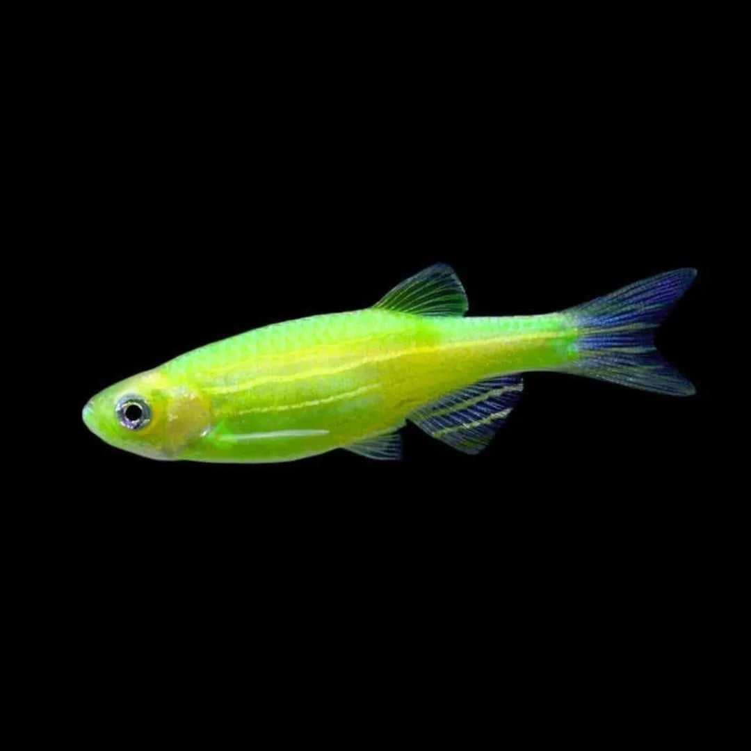 Zebra Danios