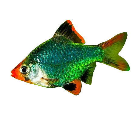 Tiger Barb Green