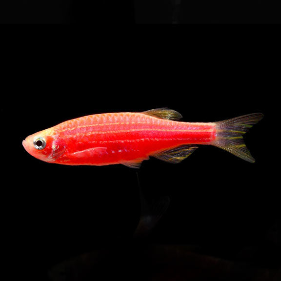 Zebra Danios