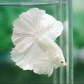 White Halfmoon Betta (Male)