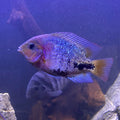 Synspilum cichlid (Vieja synspilum)