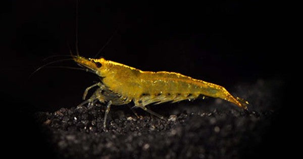 Yellow shrimp